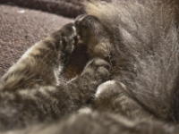 Hermes the Cat 2010 CRW 001